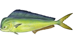 Dolphinfish (mahi-mahi) illustration
