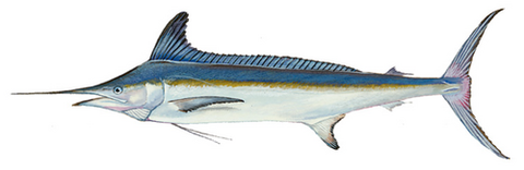 White marlin illustration