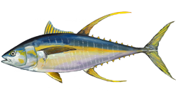 Yellowfin tuna illustration
